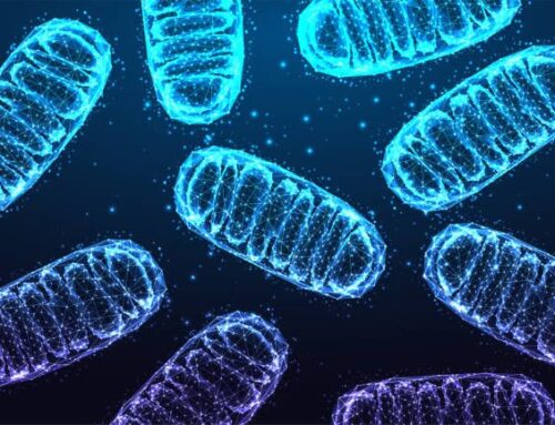 Dinámica mitocondrial y su implicación en la enfermedad